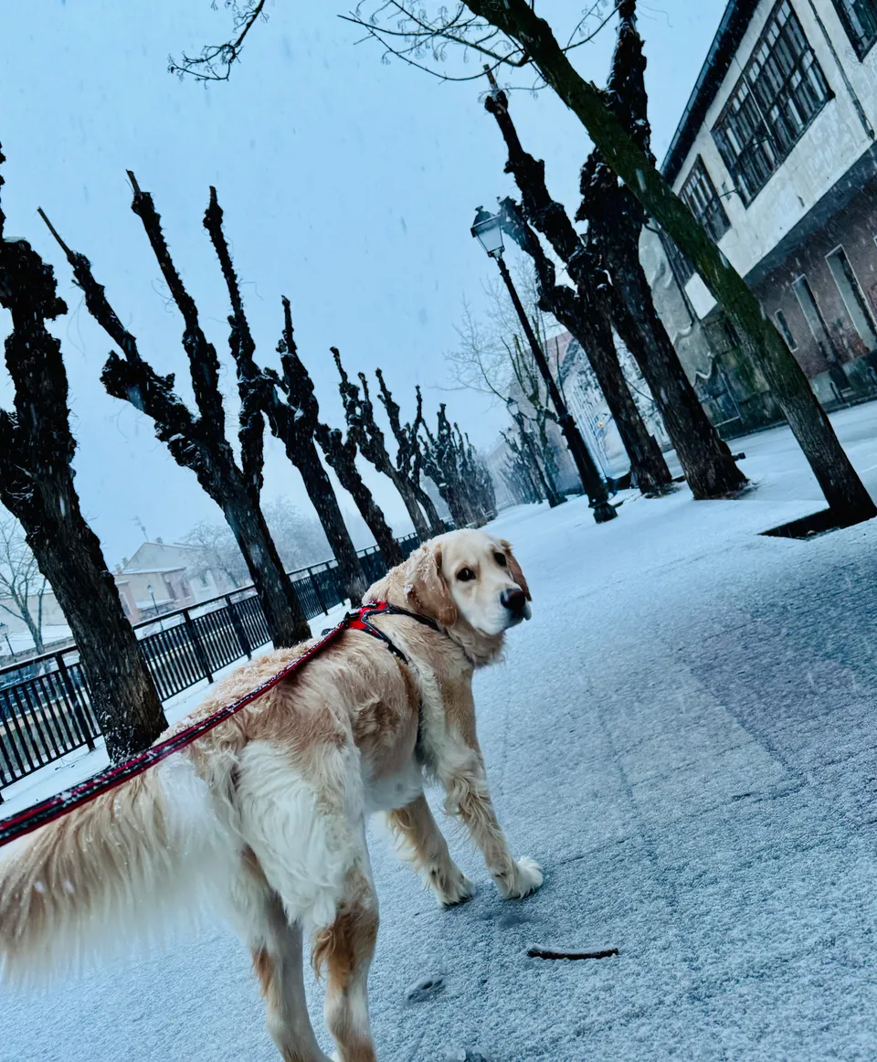 Kala looking back during a walk along a snowy avenue.
