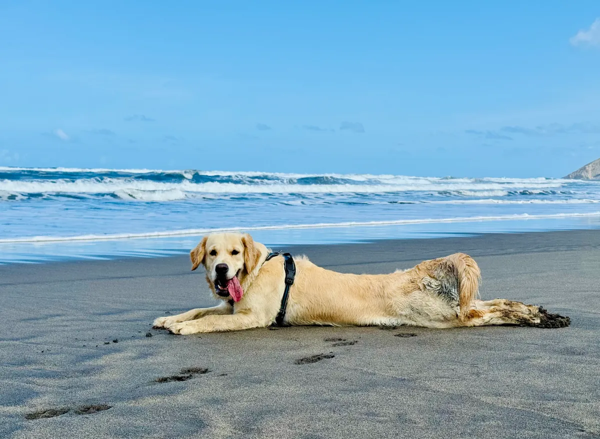 Kala lying on wet sand, with waves behind her.