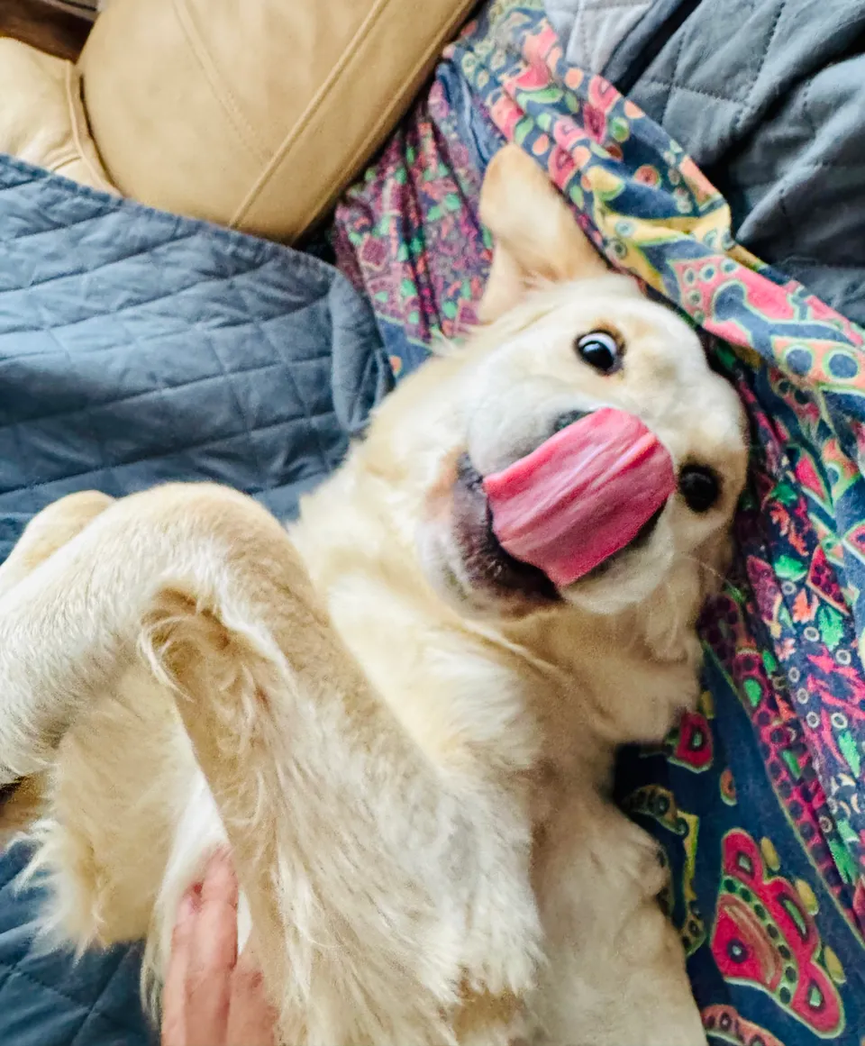 Kala lying on her back on the sofa, with her tongue over her nose.